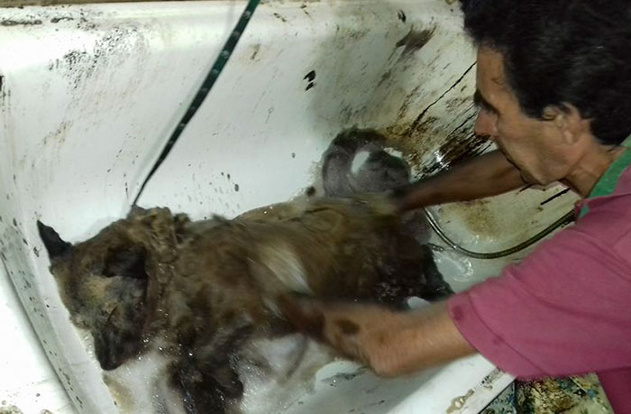 two-boys-save-dog-covered-tart-petro-argentina-3