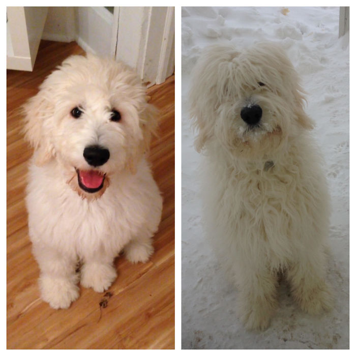 Such A Fluffy Woofer!