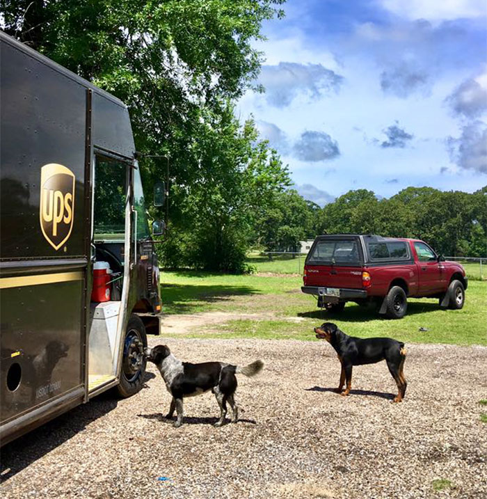 UPS Driver Is Caught Taking Selfies With Dogs