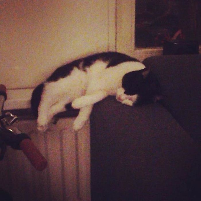 Meet Voltaire, The Cat Sleeping In The Air