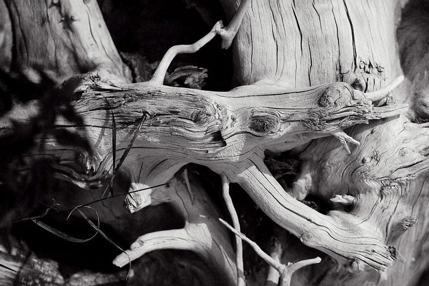 Wooden Creatures Photo Series - Nature's Fantastical Shapes And Structures