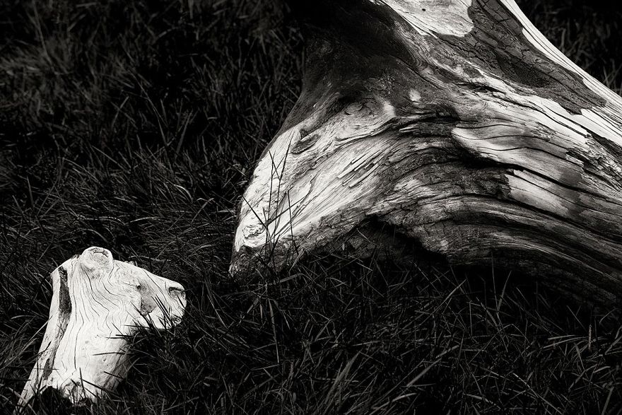 Wooden Creatures Photo Series - Nature's Fantastical Shapes And Structures Wooden Creatures Photo Series - Nature's Fantastical Shapes And Structures