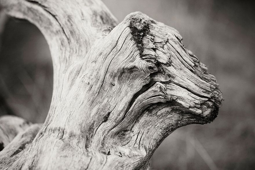 Wooden Creatures Photo Series - Nature's Fantastical Shapes And Structures