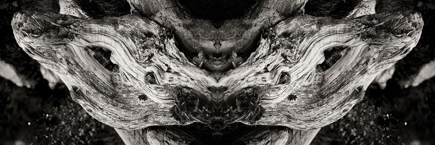 Wooden Creatures Photo Series - Nature's Fantastical Shapes And Structures Wooden Creatures Photo Series - Nature's Fantastical Shapes And Structures