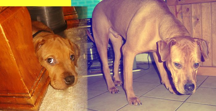 Roscoe 8 Wks, And 2 Yrs Old