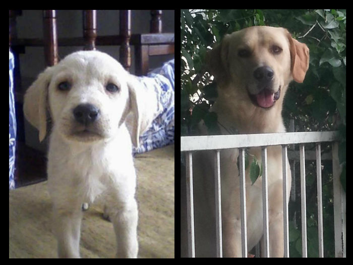 Buddy 1 Month's To 8 Years