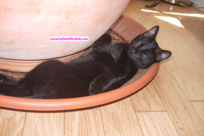 Are You Comfy? (terra Catta :)