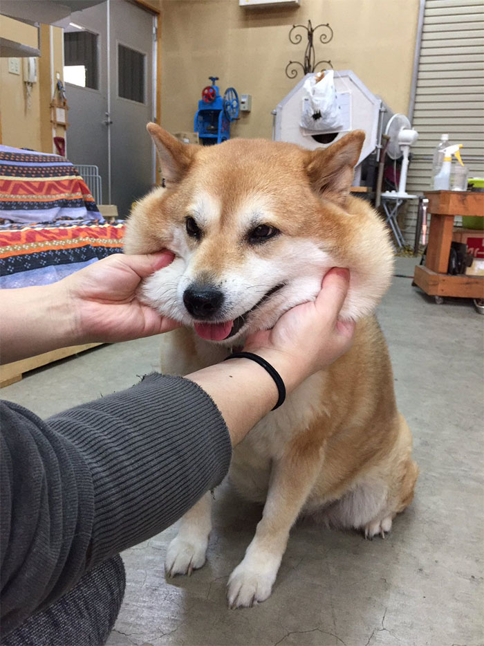 Squishy Dog Cheeks
