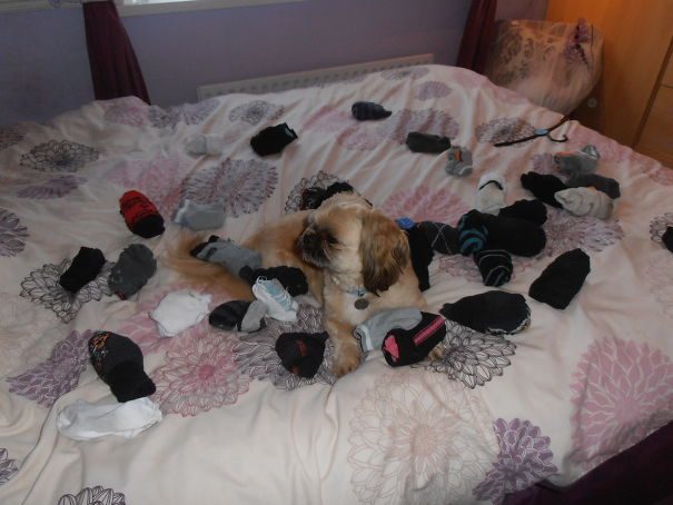 Gizmo The Little Sock Thief