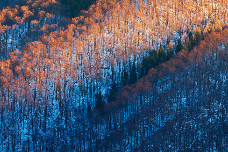 Carpathian Parallellism