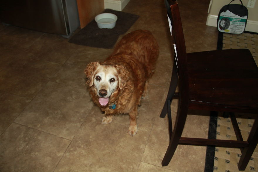 Pickles 2013(15 1/2 Years Old)