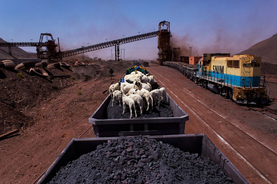 Freight Train Hopping In Mauritania: 4000 Kilometers In A Cargo Carriage With Local Shepherds And Their Sheep