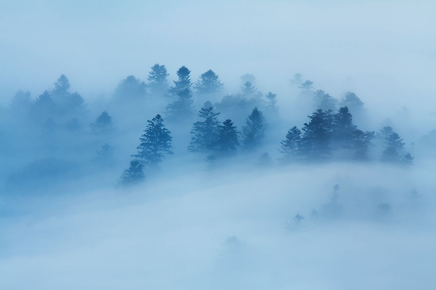 Forest In The Fog