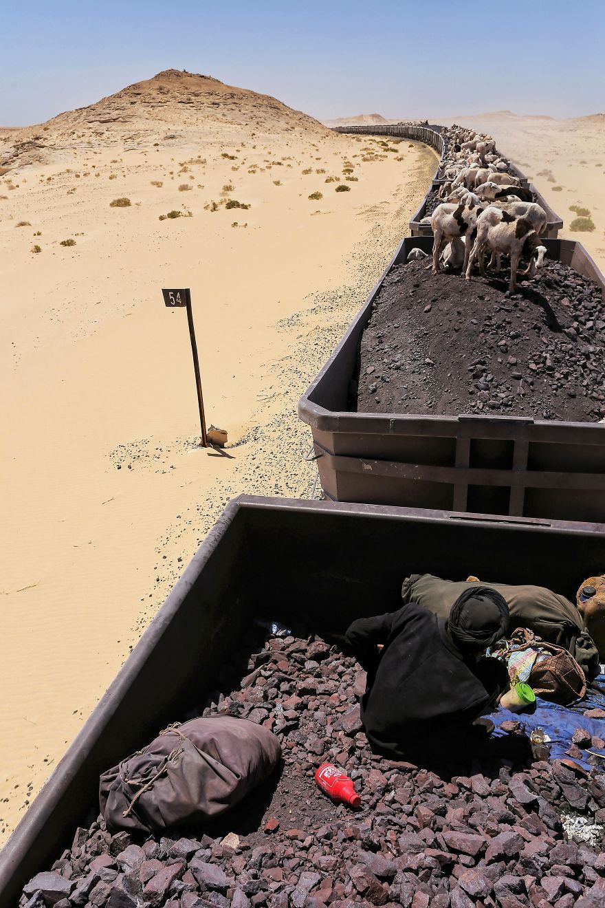 Freight Train Hopping In Mauritania: 4000 Kilometers In A Cargo Carriage With Local Shepherds And Their Sheep