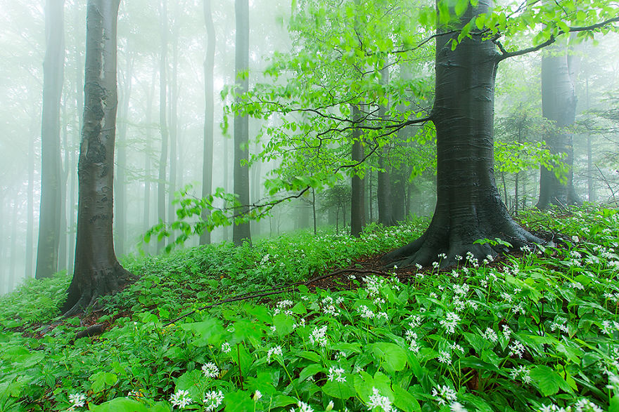 Carpathian Beech Forest