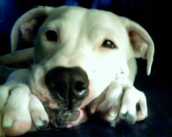 He Was My Mochi. I Miss Him So Much.