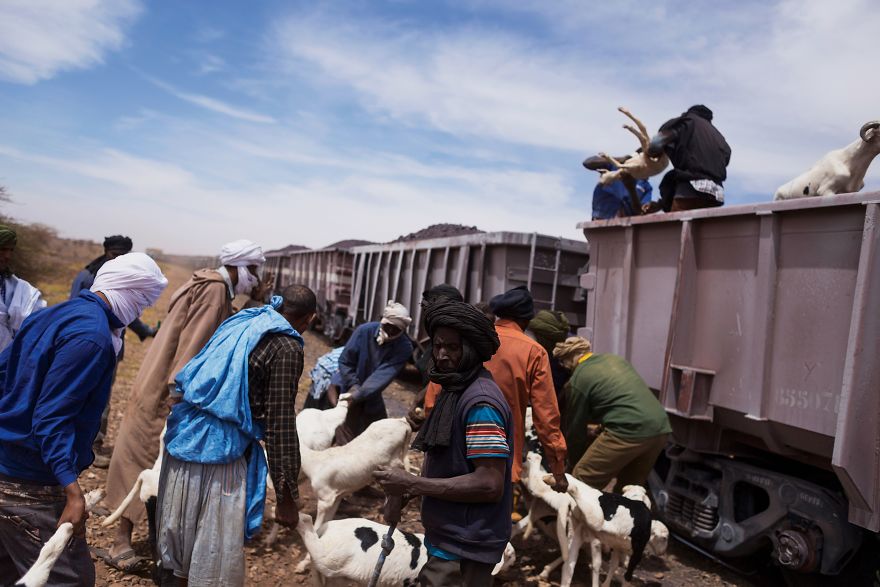 Freight Train Hopping In Mauritania: 4000 Kilometers In A Cargo Carriage With Local Shepherds And Their Sheep
