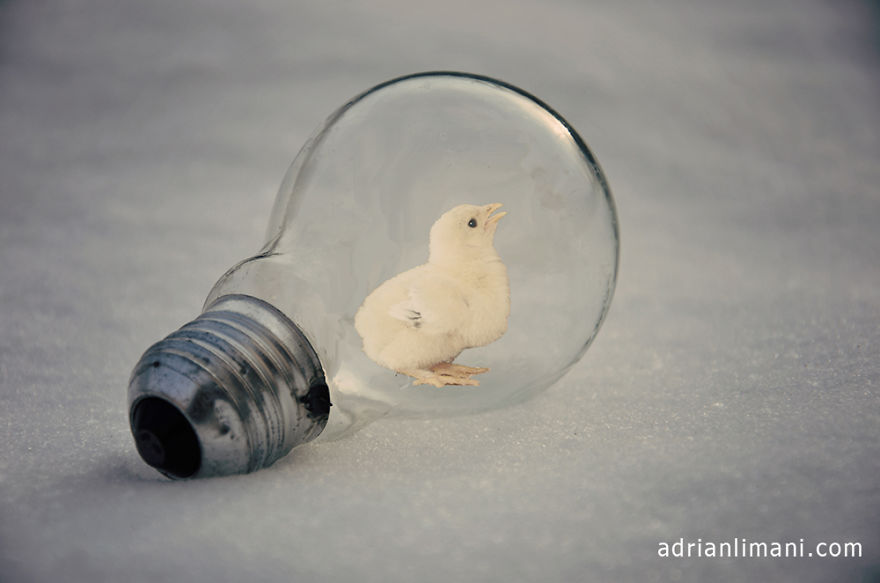 My Photo Project 'Life Inside A Light Bulb'