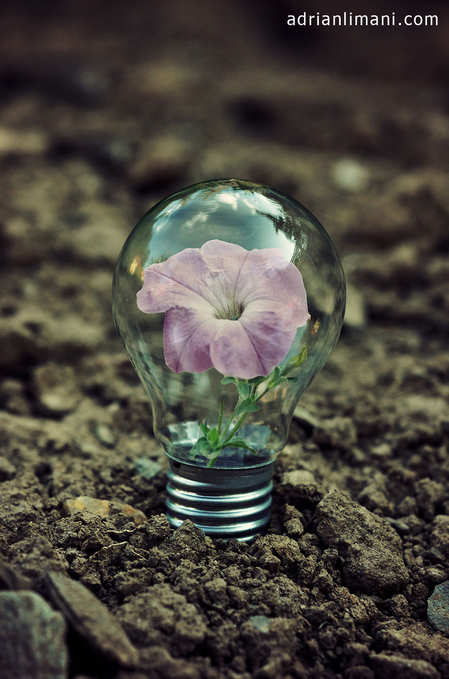 My Photo Project 'Life Inside A Light Bulb'