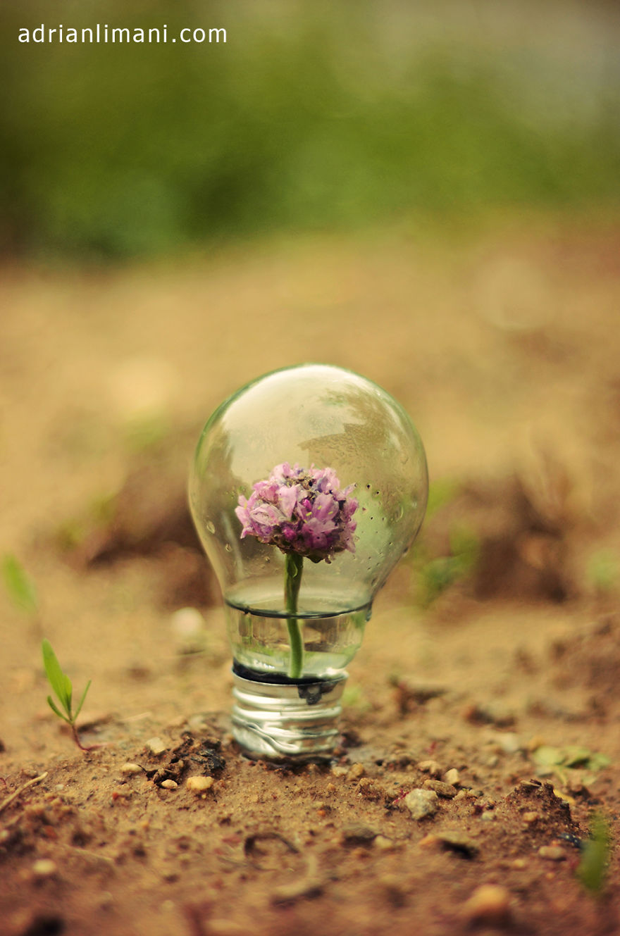 My Photo Project 'Life Inside A Light Bulb'