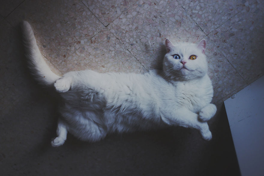 Tihon: Very Special Cat With Odd Eyes