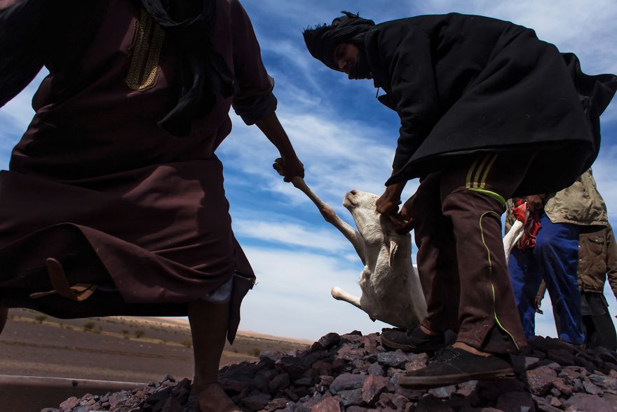 Freight Train Hopping In Mauritania: 4000 Kilometers In A Cargo Carriage With Local Shepherds And Their Sheep Freight Train Hopping In Mauritania: 4000 Kilometers In A Cargo Carriage With Local Shepherds And Their Sheep