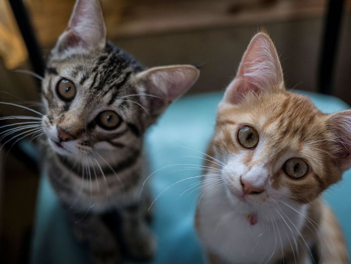 Thing’s To Do Before Getting A Cat.