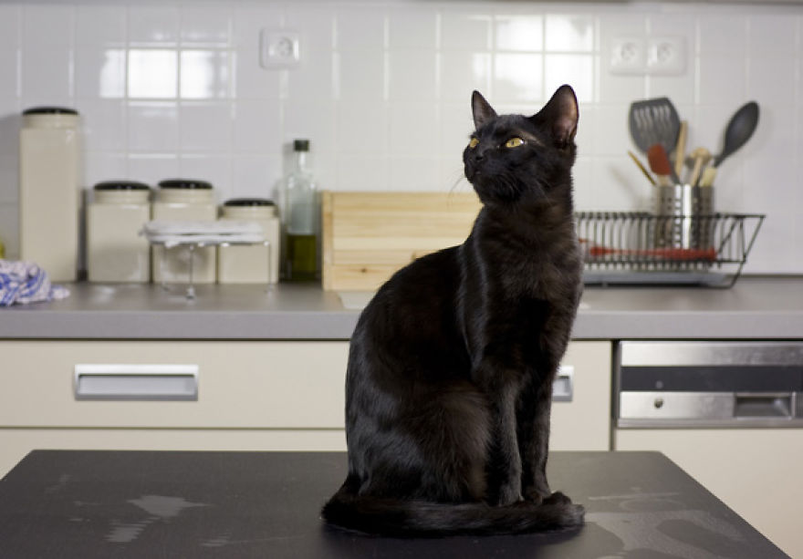 Thing's To Do Before Getting A Cat. Thing's To Do Before Getting A Cat.