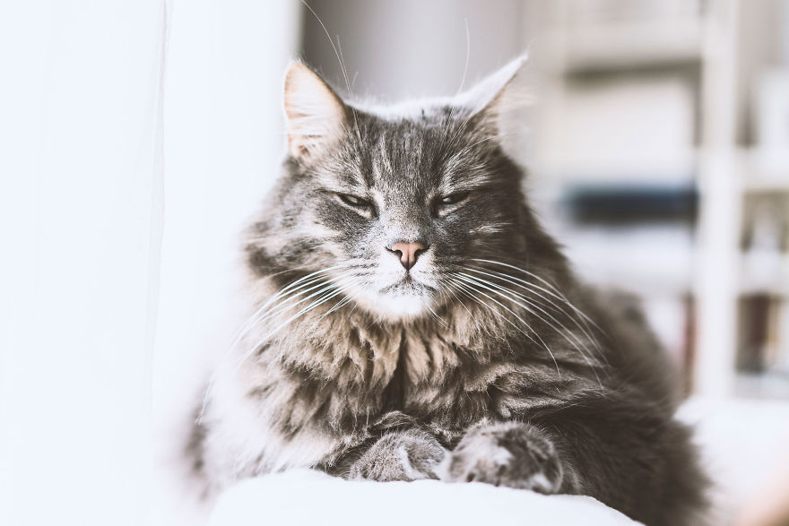 10 Ways To Communicate With Your Cat 10 Ways To Communicate With Your Cat