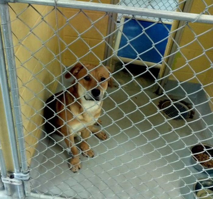 Gunner 1-1/2 Years Old On The Day I Adopted Him.