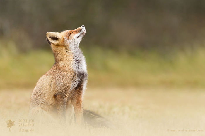 15 Mindful Foxes By Roeselien Raimond That Teach Us How To Master Life