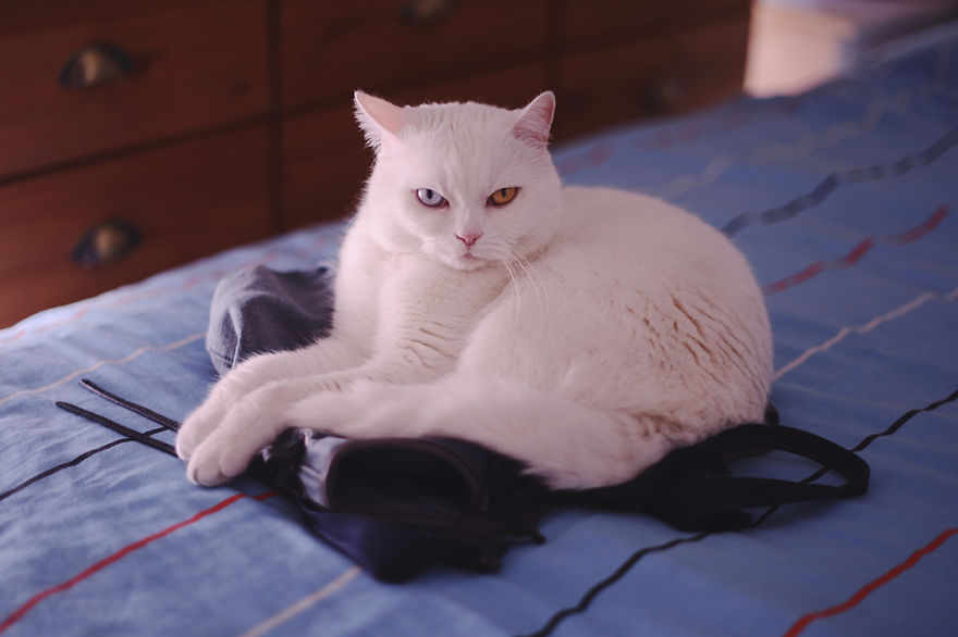 Tihon: Very Special Cat With Odd Eyes