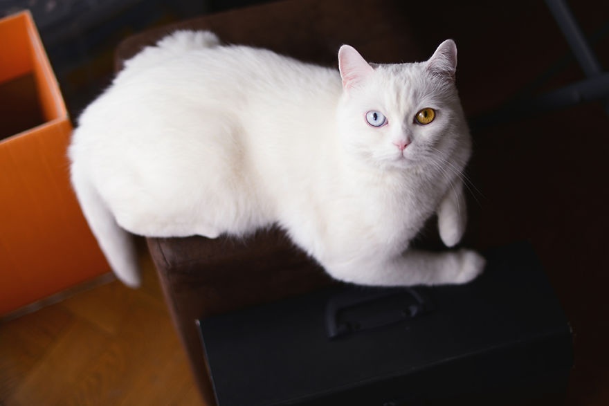 Tihon: Very Special Cat With Odd Eyes Tihon: Very Special Cat With Odd Eyes