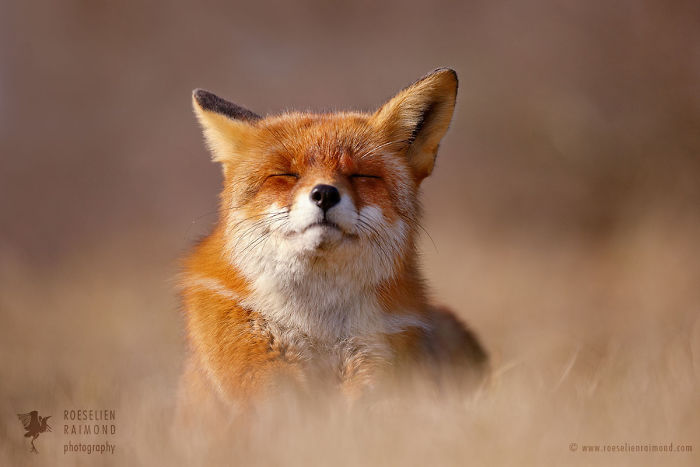 15 Mindful Foxes By Roeselien Raimond That Teach Us How To Master Life 15 Mindful Foxes By Roeselien Raimond That Teach Us How To Master Life