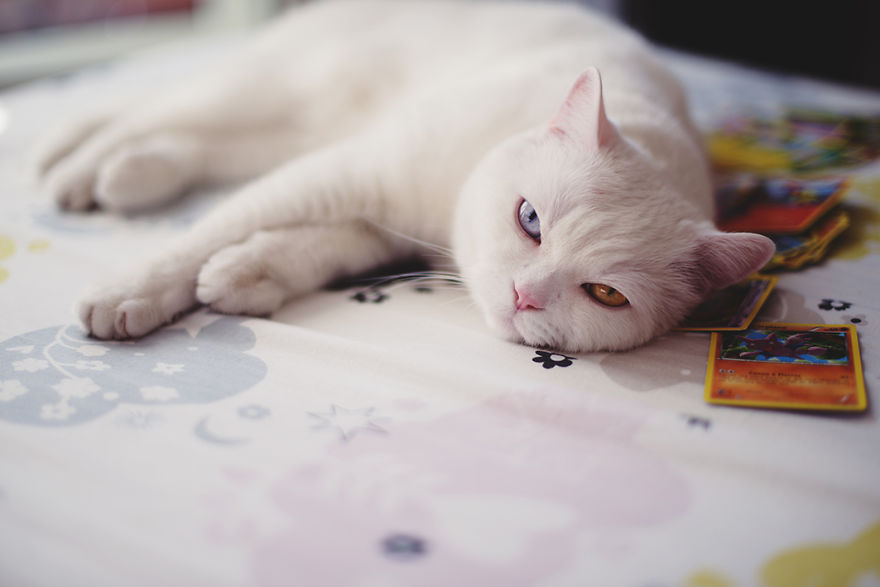 Tihon: Very Special Cat With Odd Eyes Tihon: Very Special Cat With Odd Eyes