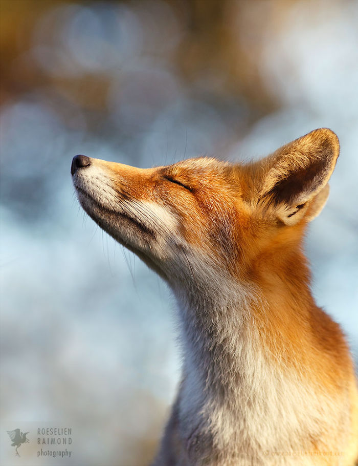 15 Mindful Foxes By Roeselien Raimond That Teach Us How To Master Life 15 Mindful Foxes By Roeselien Raimond That Teach Us How To Master Life