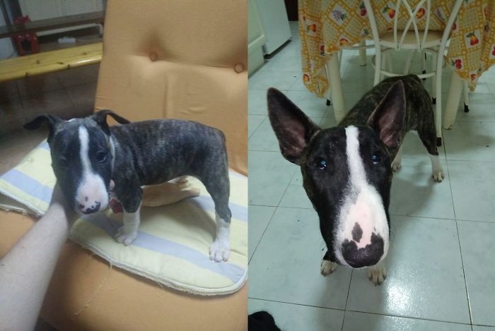 Nox, My Bully (2 1/2 Months - 9 Months; He's 1 1/2 Year Old Now, Can't Get Any Recent Pictures, My Boy's Too Energetic To Sit Still :p)