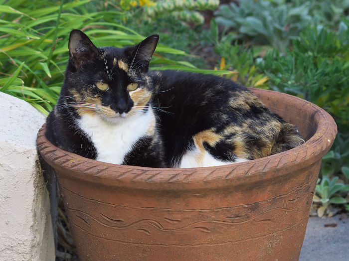 I Am Not A Potted Plant