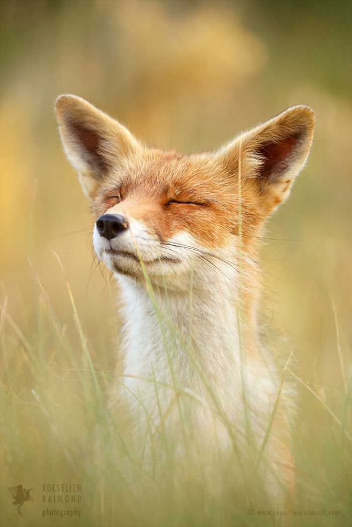 15 Mindful Foxes By Roeselien Raimond That Teach Us How To Master Life 15 Mindful Foxes By Roeselien Raimond That Teach Us How To Master Life