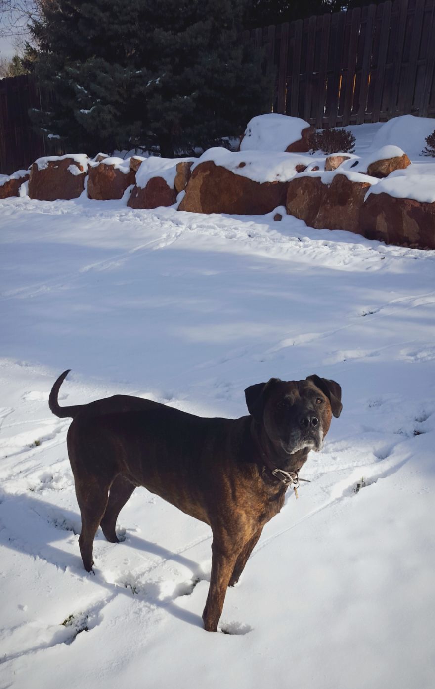 My Best Friend Eddie, 11 Years Old, Colorado Springs, Co.