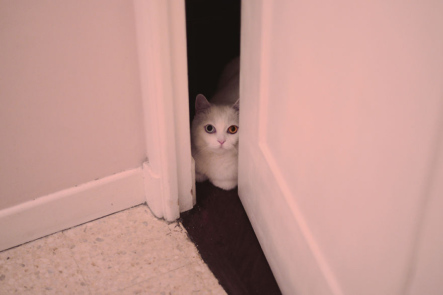 Tihon: Very Special Cat With Odd Eyes