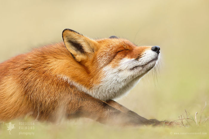 15 Mindful Foxes By Roeselien Raimond That Teach Us How To Master Life 15 Mindful Foxes By Roeselien Raimond That Teach Us How To Master Life