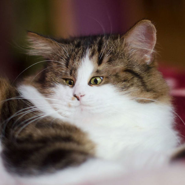 Funny-tiny-face-cats-photoshop-battle