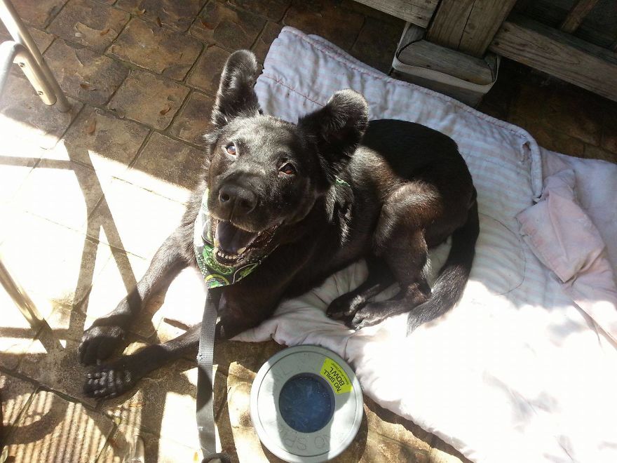 Snoopy, 17 Years Old, Tampa Florida