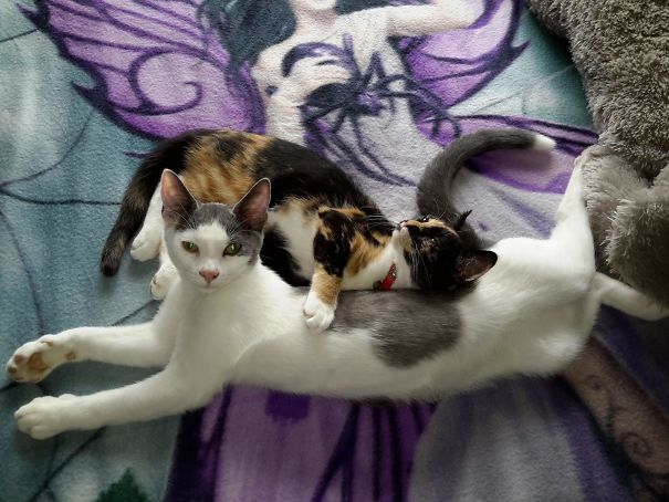 Pretending To Be Asleep And Not Fighting