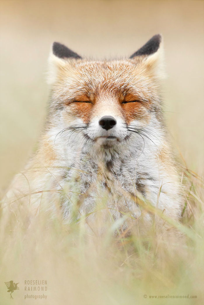 15 Mindful Foxes By Roeselien Raimond That Teach Us How To Master Life