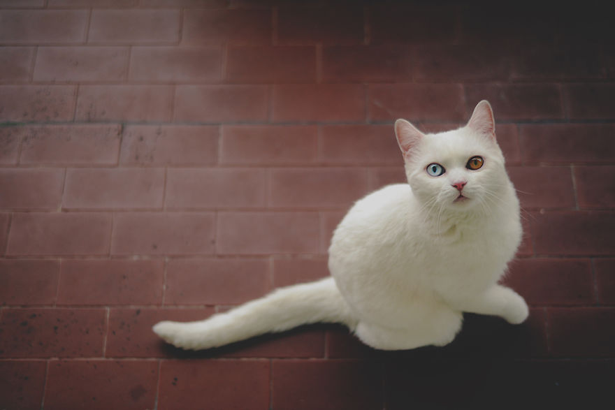 Tihon: Very Special Cat With Odd Eyes Tihon: Very Special Cat With Odd Eyes