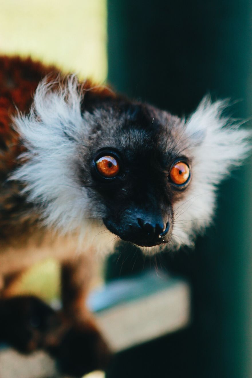 I Made This Project To Show That The Zoos Are Prison