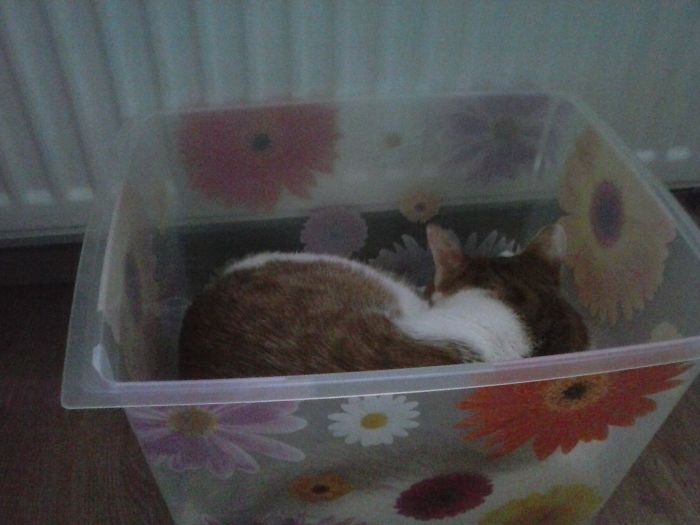 Murko In The Box