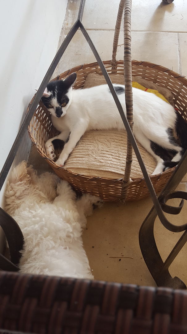 My Cat Stole De Dog's Bed